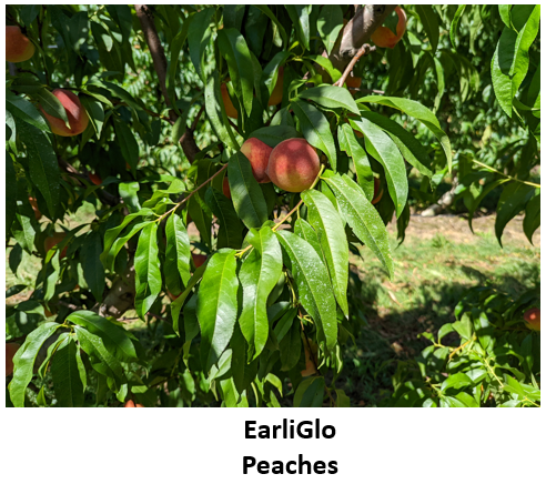 20220725 phenology stone fruit